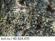 Parmelia sulcata is a foliose lichen in the family Parmeliaceae tolerant of pollution, has cosmopolitan distribution, the most common lichens. It harbours a unicellular Trebouxia green algal symbiont. Стоковое фото, фотограф Юлия Петровская / Фотобанк Лори