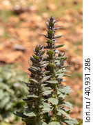 A rare plant (Ajuga orientalis) grows in the mountains close-up. Стоковое фото, фотограф Татьяна Ляпи / Фотобанк Лори