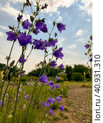 There are field blue bluebells in the forests and meadows. Стоковое фото, фотограф IRYNA ZAKHARANKA / Фотобанк Лори