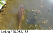 Koi or brocade carp nishikigoi are ornamental domesticated fish bred from the Amur subspecies of carp Cyprinus carpio. Eurasian carp or European carp, common carp, freshwater fish of eutrophic waters. Стоковое видео, видеограф Юлия Петровская / Фотобанк Лори