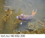 Koi or brocade carp nishikigoi are ornamental domesticated fish bred from the Amur subspecies of carp Cyprinus carpio. Eurasian carp or European carp, common carp, freshwater fish of eutrophic waters. Стоковое фото, фотограф Юлия Петровская / Фотобанк Лори