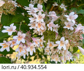 Weigela blooming pink blooms in the park i. Стоковое фото, фотограф IRYNA ZAKHARANKA / Фотобанк Лори
