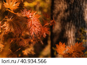 Maple in the autumn forest on a blurry background. Close-up. Autumn wallpaper. Copy space. Стоковое фото, фотограф Алла Чесноковва / Фотобанк Лори