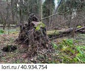 Fallen tree in forest after storm. Tree is uprooted by strong wind. Стоковое фото, фотограф Скрипачев Антон / Фотобанк Лори