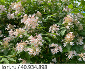 Weigela blooming pink blooms in the park i. Стоковое фото, фотограф IRYNA ZAKHARANKA / Фотобанк Лори