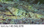 Close up of pair of Slender Lizardfish or Gracile lizardfish (Saurida gracilis) lie on sandy bottom in evening time on sunset sunrays, Red sea, Egypt. Стоковое фото, фотограф Некрасов Андрей / Фотобанк Лори