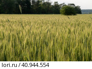 Two-rowed barley or Hordeum distichon growing in the field. Стоковое фото, фотограф VittoriaChe / Фотобанк Лори