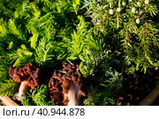 Morels on a wooden menagerie with young fir twigs. Forest gifts of nature. Стоковое фото, фотограф Светлана Высокос / Фотобанк Лори