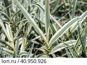 Variegated leaves of a Giant Reed. Стоковое фото, фотограф Анна Кривицкая / Фотобанк Лори