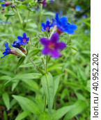 Pulmonária lungwort flowers on green. Стоковое фото, фотограф Анна Кривицкая / Фотобанк Лори