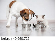 Cat and dog eating together from bowls indoors. Стоковое фото, фотограф Гладских Татьяна / Фотобанк Лори