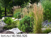 Young pines, reed grass and stones in landscape design. Стоковое фото, фотограф Володина Ольга / Фотобанк Лори