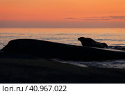 Морской заяц (Лахтак) на острове Большой Топ на Белом море. Стоковое фото, фотограф Роман Рожков / Фотобанк Лори