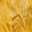 ear of wheat close-up. Wheat field. Harvest (2023 год). Стоковое фото, фотограф Антон Вахрушев / Фотобанк Лори