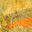 ear of wheat close-up. Wheat field. Harvest period. Russian flag (2023 год). Стоковое фото, фотограф Антон Вахрушев / Фотобанк Лори