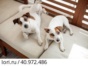 Two dogs relax on sofa. Стоковое фото, фотограф Гладских Татьяна / Фотобанк Лори