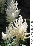 Белая астильба (лат. Astilbe) Стоковое фото, фотограф Елена Орлова / Фотобанк Лори