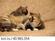 Two tricolor cats. Стоковое фото, фотограф Анна Кривицкая / Фотобанк Лори