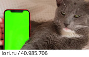 Phone, smartphone with green screen chromakey against Cat. Little gray cute sleepy Kitten. Online shopping, websites for pets, mobile applications. Mockup. Smart phone with green background and animal. Стоковое видео, видеограф Марина Демидюк / Фотобанк Лори