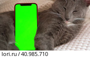 Phone, smartphone with green screen chromakey against Cat. Little gray cute sleepy Kitten. Online shopping, websites for pets, mobile applications. Mockup. Smart phone with green background and animal. Стоковое видео, видеограф Марина Демидюк / Фотобанк Лори
