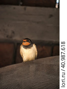 A swallow sitting on a wooden beam. Стоковое фото, фотограф Анна Кривицкая / Фотобанк Лори