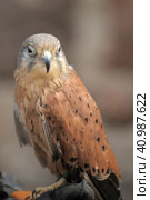 Kestrel perched on falconers glove. Стоковое фото, фотограф Анна Кривицкая / Фотобанк Лори