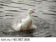 Greylag goose taking out the head of the water, goose, bird. Стоковое фото, фотограф Анна Кривицкая / Фотобанк Лори
