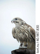 Falcon sitting on a hand. Стоковое фото, фотограф Анна Кривицкая / Фотобанк Лори