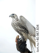 Falcon sitting on a hand. Стоковое фото, фотограф Анна Кривицкая / Фотобанк Лори