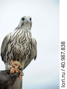 Falcon sitting on a hand. Стоковое фото, фотограф Анна Кривицкая / Фотобанк Лори