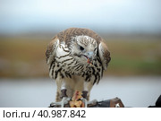 Falcon sitting on a hand. Стоковое фото, фотограф Анна Кривицкая / Фотобанк Лори