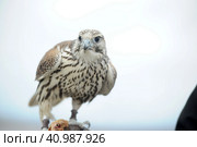Falcon sitting on a hand. Стоковое фото, фотограф Анна Кривицкая / Фотобанк Лори