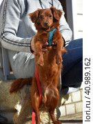 Small ginger dog of the Nevskaya Orchid breed. Стоковое фото, фотограф Анна Кривицкая / Фотобанк Лори