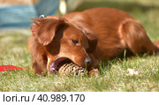 Small ginger dog of the Nevskaya Orchid breed. Стоковое фото, фотограф Анна Кривицкая / Фотобанк Лори