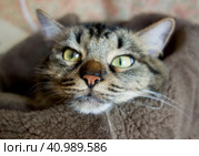 Морда пушистого кота крупным планом/ Cat nose close-up. A dozing cat lies with its head on a sheepskin. Стоковое фото, фотограф Iva Noel / Фотобанк Лори