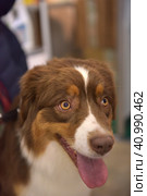 Australian shepherd dog. Стоковое фото, фотограф Анна Кривицкая / Фотобанк Лори