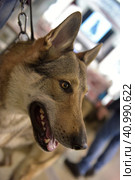 Czechoslovak wolf dog. Стоковое фото, фотограф Анна Кривицкая / Фотобанк Лори
