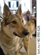 Czechoslovak wolf dog. Стоковое фото, фотограф Анна Кривицкая / Фотобанк Лори