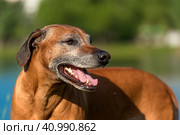 Rhodesian Ridgeback in the background of a lake. Стоковое фото, фотограф Анна Кривицкая / Фотобанк Лори