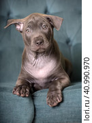 Thai gray ridgeback puppy. Стоковое фото, фотограф Анна Кривицкая / Фотобанк Лори