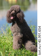 Brown royal poodle at the lake. Стоковое фото, фотограф Анна Кривицкая / Фотобанк Лори