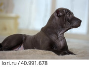 Gray Thai ridgeback puppy. Стоковое фото, фотограф Анна Кривицкая / Фотобанк Лори