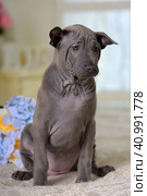 Cute gray thai ridgeback puppy and a bouquet flowers. Стоковое фото, фотограф Анна Кривицкая / Фотобанк Лори