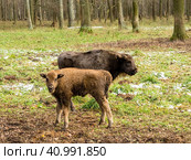 Aurochs, young animals in the forest. The European bison (Bison bonasus), also known as wisent or the European wood bison, Russia. Стоковое фото, фотограф VittoriaChe / Фотобанк Лори