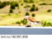 Australian kestrel (Nankeen Kestrel, Falco cenchroides) eating mouse. Стоковое фото, фотограф VittoriaChe / Фотобанк Лори