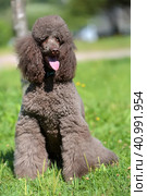 Brown royal poodle in the summer. Стоковое фото, фотограф Анна Кривицкая / Фотобанк Лори