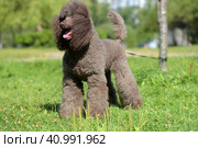 Brown royal poodle in the summer. Стоковое фото, фотограф Анна Кривицкая / Фотобанк Лори