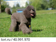 Brown royal poodle in the summer. Стоковое фото, фотограф Анна Кривицкая / Фотобанк Лори