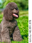 Brown royal poodle in the summer. Стоковое фото, фотограф Анна Кривицкая / Фотобанк Лори