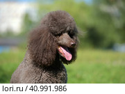 Brown royal poodle in the summer. Стоковое фото, фотограф Анна Кривицкая / Фотобанк Лори